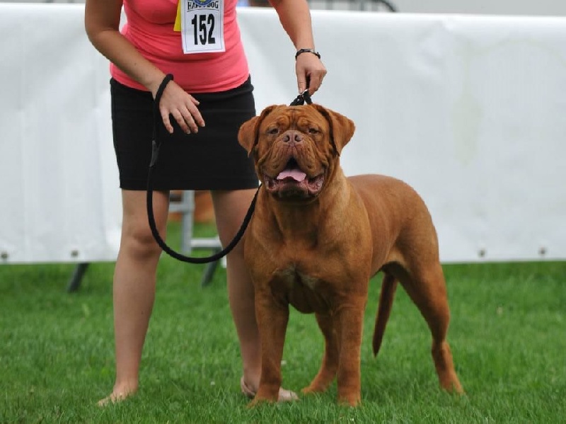 Irish pink Rock'n Dogue