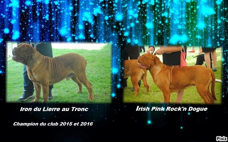 Des Molosses Merveilleux - Dogue de Bordeaux - Portée née le 26/09/2016