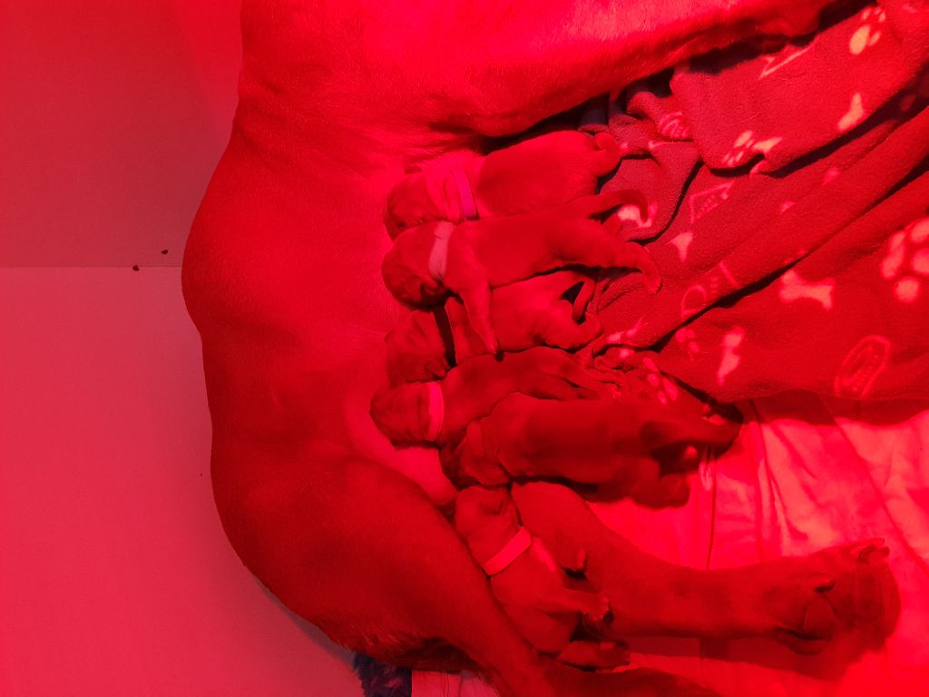 Des Molosses Merveilleux - Dogue de Bordeaux - Portée née le 09/01/2018